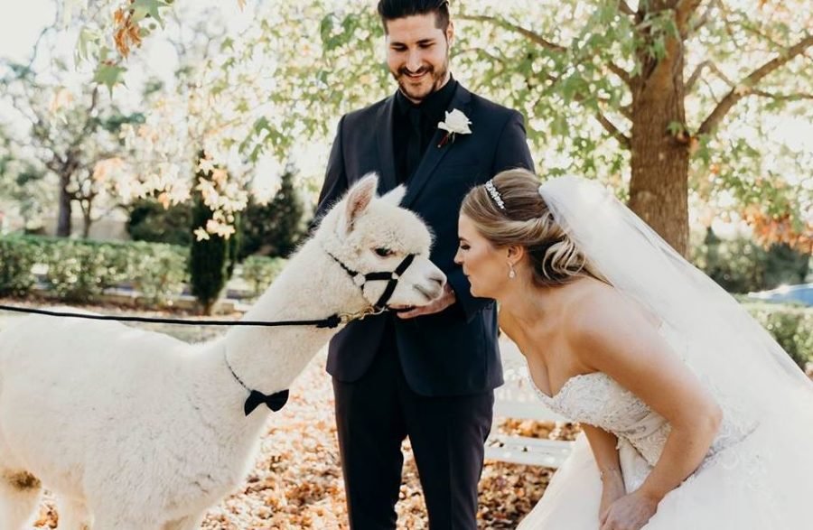 Животные на свадьбе: альпака