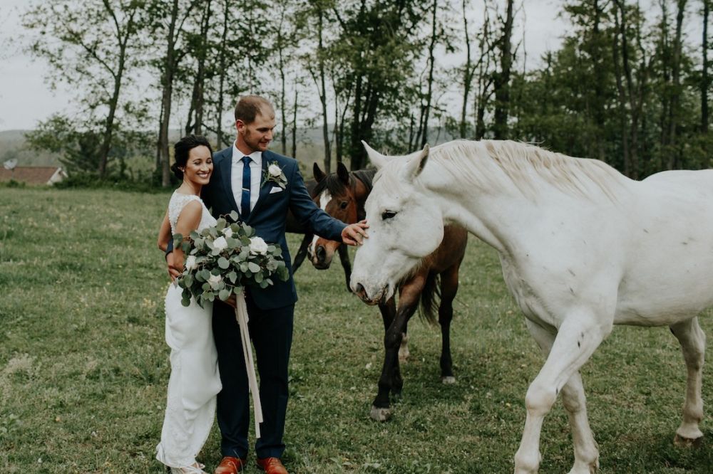 Животные на свадьбе: лошадь